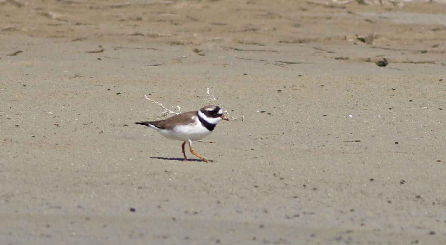 Common Ringed Plover